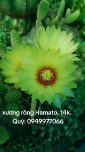 xương rồng Hamato hoa vàng. cây cao 4-5cm