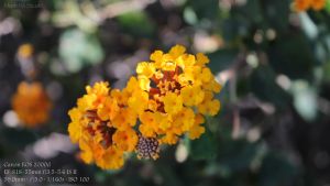 Canon Camera EOS 2000D Kit 18-55 mm. IS II - รับประกันร้าน Digilife Thailand 1ปี