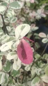 monaica live decoration