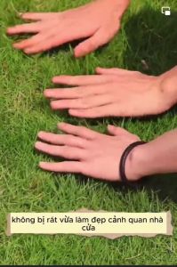 Hạt giống cỏ nhung nhật dể trồng-gói 1kg