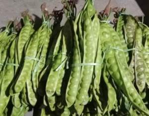 PROMO PETE MURAH HARGA PERIKAT ISI 10 LONJOR (GRADE B) PETE PETAI TUA / SEDANG / SEGAR PILIHAN / MURAH / PETE JAWA / MEDIUM / SAYUR SAYURAN SEGAR / PETE KUPAS