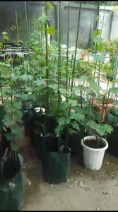 Anggur import NIZINA | Cepat Berbuah | Berbuah Di Dalam Pot | BIBIT Hasil Stek