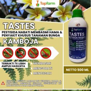 Obat Untuk Bunga Kamboja: Cara Merawat dan Mengobati
