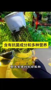 115ml Concentrated Hydroponic Plant Food Liquid Nutrient for Indoor Garden Succulent Lucky Bamboo Universal Flower Fertilizer
