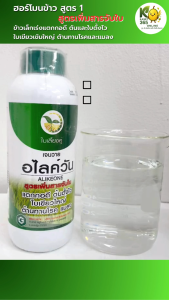 เจนวาย อไลค์วัน 1L. (สูตรเพิ่มสารจับใบ) รูปแบบน้ำใส ข้าวต้นตั้งโตไว แข็งแรง ใบเขียวเข้ม แตกกอดี พร้อมต่อการออกรวง