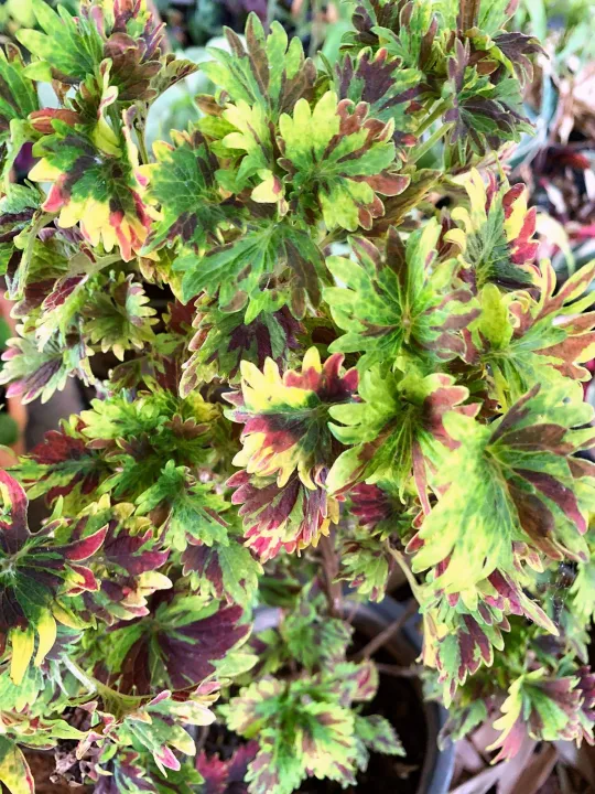 ซื้อ1แถม1 ฟรี‼️ ฤษีผสม (Coleus) นิยมนำมาปลูกเป็นไม้กระถางประดับในบริเวณ ...