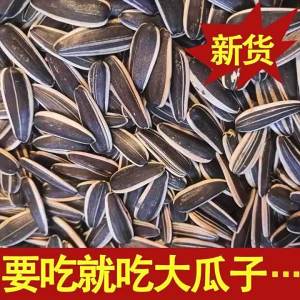 Unflavored Large Sunflower Seeds 2.5kg