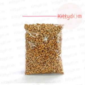 KITTYDOM Bibit Benih Biji Gandum Rumput Kucing 50gr Makanan Kucing Kitten Cat Grass Wheat Grass Microgreen Seed