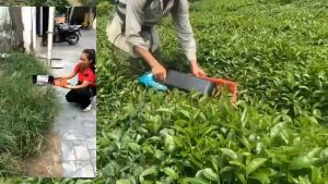 Máy hái chè mini chạy ắc quy loại 1 cao cấp