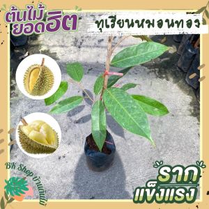 ต้นทุเรียนหมอนทอง 40-70 ซม. สูงคัดพิเศษ รากแข็งแรง พร้อมปลูก ผลไม้ไทยยอดนิยม