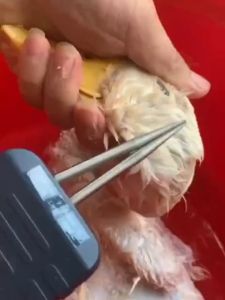 Máy nhổ lông vịt cầm tay Matika phiên bản Pin 13000 mAh công suất 150W nhập khẩu chính hãng  chống ồn chống nước tốt