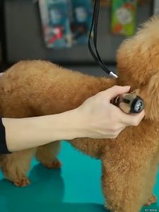 COD BaoRun Mesin Alat Cukur kambing domba garut anjing kucing di cas Bulu Hewan + 2 mata pisau