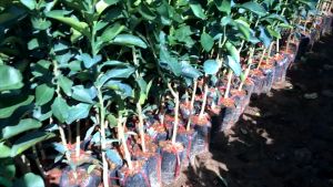 ต้นกล้าต้นส้มโอทองสยาม 60-70ซม ความสูง ผลใหญ่อร่อย ฉ่ำน้ำ