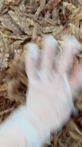 Khô Bề Bề Mới Tươi Ngon Thịt Ngọt Vị Vừa Ăn- ĐẶC SẢN MINH TRIẾT