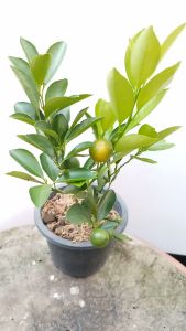 ต้นส้มจี๊ด ส้มจี๊ด ตอนกิ่งออกผลเร็ว ในกระถาง 5นิ้ว ออกรากแล้ว