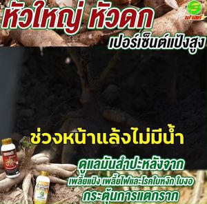 เสริมประสิทธิภาพกระบวนการลงหัว เพชรดำลงหัว (500cc) 1 ขวด + เพชรดำแช่ท่อน (500cc) 2 ขวด เพิ่มการลงหัว เพิ่มเปอร์เซ็นแป้ง