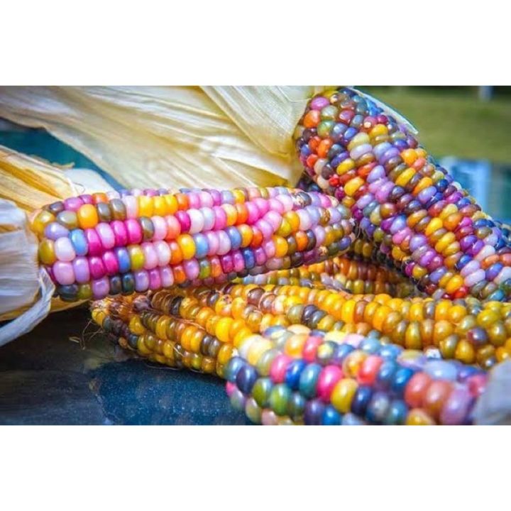 เมล็ดพันธุ์ข้าวโพดพลอย Glass Gem Corn 5 เมล็ด รีวิวดี