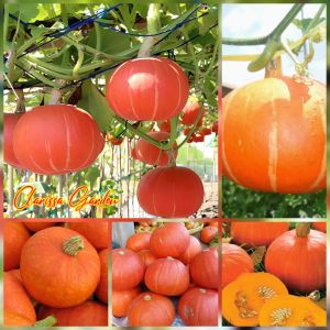 5 BUTIR BIJI/BENIH TANAMAN LABU KABOCHA JEPANG