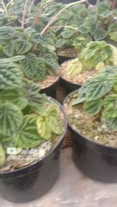 tanaman hias peperomia caperata green ripple green kerut hijau