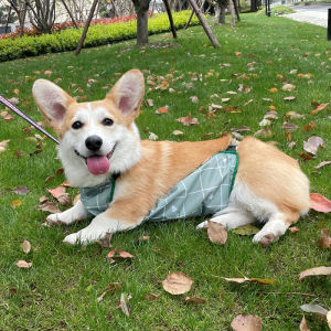 Corgi Apron Waterproof Belly Protection Dog Summer Special Spring & Fall Prevent Catching Cold Pet Dog Raincoat Anti-Dirty Dog Clothes