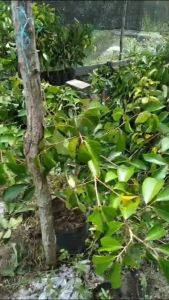 Bibit Rambutan Garuda Besar Hasil Okulasi Siap Berbuah