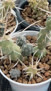 หนามกระดาษแคคตัส Tephrocactus articulatus var papyracanthus ฟอร์มกอสวยงาม ให้คุณสวยงามในกระถาง 2-3 นิ้ว ส่งทั้งกระถาง