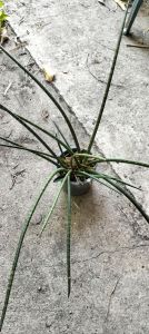 ว่านงาช้าง (Rhynchostylis gigantea) ไม้ประดับอาคาร และบ้านเรือน ราคา 25 บาท (ถุงชำ 3 นิ้ว)