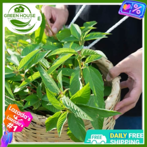 Green House® - Saluyot Seeds for Planting Herbal Plants (+/-250 Seed) incl. Planting Instruction Vegetable Tugabang
