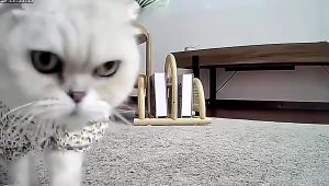 Smart Pet Feeder with WiFi Camera - 6L Automatic Pet Feeder for Dogs and Cats