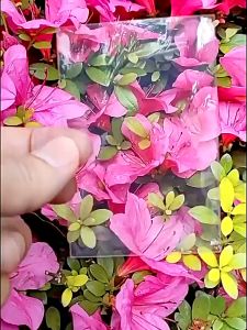 【HOT】50pcs Card Sleeves Protector Film Flat Multiple Sizes Clear High Transparency Photo Cover