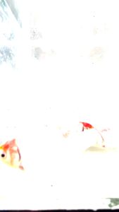 Red Cap Goldfish / Live Fish/Freshwater/红帽金鱼