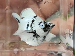 💥อาหารปลา ✅🔥🐟 ปลาบอลลูนม้าลาย “ตาเพชร” เพศเมีย ฟอร์มสวยจัดเต็ม ✨ แม่พันธุ์ชั้นดี พร้อมปั้นรุ่นใหม่ ลายชัดๆ แพทเทิร์นเป๊ะ 💯