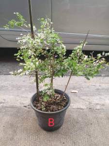 ต้นมะขามเทศด่าง #มะขามเทศด่าง กระถาง11“🪴