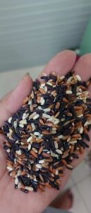 Bộ Gạo Lứt Điện Biên Đa Sắc Lứt Đỏ/Lứt Trắng/Lứt Đen 1Kg - Hàng Loại 1 Phong Cách Nấu Nhanh Không Chất Bảo Quản