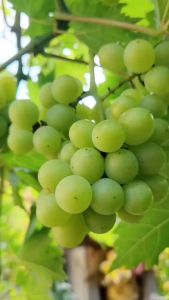 Bibit Anggur Hijau Hasil Stek Batang Genjah Cepat Berbuah