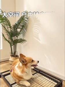 【COD-Clearance Sale】Dog toilet drawer pull-out small and medium-sized dog large size cleaning and anti stepping pet dog splashing small size bedpan