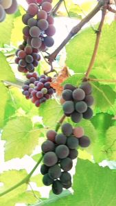 Bibit Anggur Merah Isabella Pohon Buah Anggur Merah Tabulampot