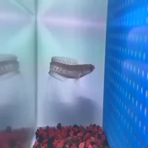 [READY STOCK] Ikan Channa Fish-Channa Maru Yellow Sentarum (Pellet Trained)