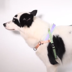 Zee Dog | Softer-Walk Harness | Velvet Vibes Misfit