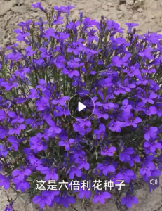 Benih Bunga Lobeline(500 Seeds)**Original Pack**/六倍利(翠蝶花)种子/Lobelia Erinus Seeds