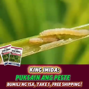 [COMBO BUY 3 GET 3] King Imida 100g: Organic Solution For Sucking Insects Management And Bio Garden Plant Protection Solutions