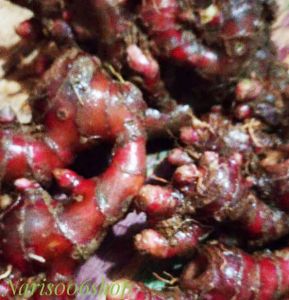 JAHE MERAH ASLI SEGAR KEMASAN 500grm