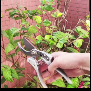 【DIY Myself】Made in Japan ที่ตัดกิ่งไม้ กรรไกรตัดกิ่งไม้ กรรไกรทำสวนทำจากเหล็ก SK5 ตัดกิ่งไม้ได้อย่างง่ายดาย ตัดกิ่งขนาด 22 mm ราคา90บาท