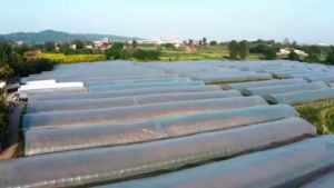 UV Plastic Sheet (6 mil - 150 Microns) - 10ft x 10m - Plastic Roofing greenhouse garden protection