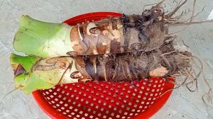 1kg củ ráy sấy khô dạng sợi