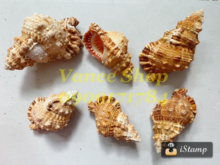 Vỏ ốc tù và gai