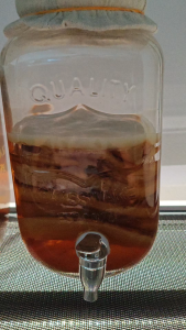 Kombucha SCOBY 13cm + 100ml Starter Tea Home Brewing Set