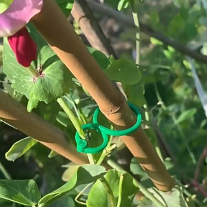 50Pcs Plastic Garden Vine Strapping Clips Tie Plant Bundled Buckle Ring Garden Tomato Grapevine Hook Plants Support Tool