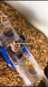 Mainan Hewan Peliharaan Untuk Anak: Sweet Kora Hamster