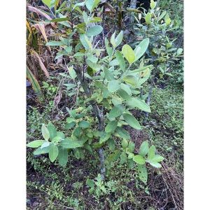 Cây hoa sim giống(bầu nặng 9-13kg)